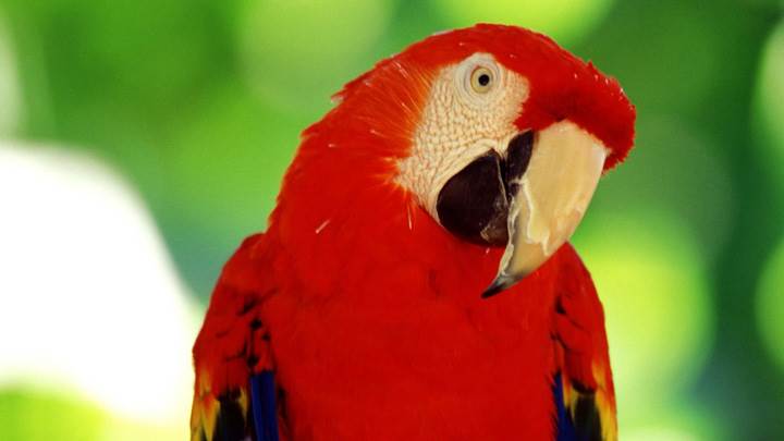 Red Parrot Looking Very Cute
